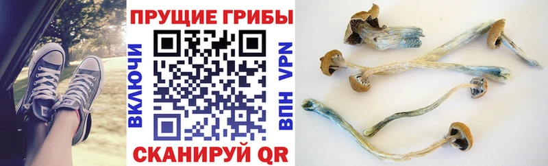 закладка  shop официальный сайт  Псилоцибиновые грибы мухоморы  Выборг 